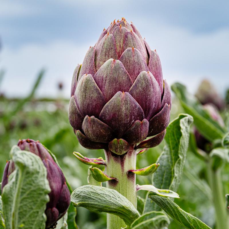 Artichoke on sale