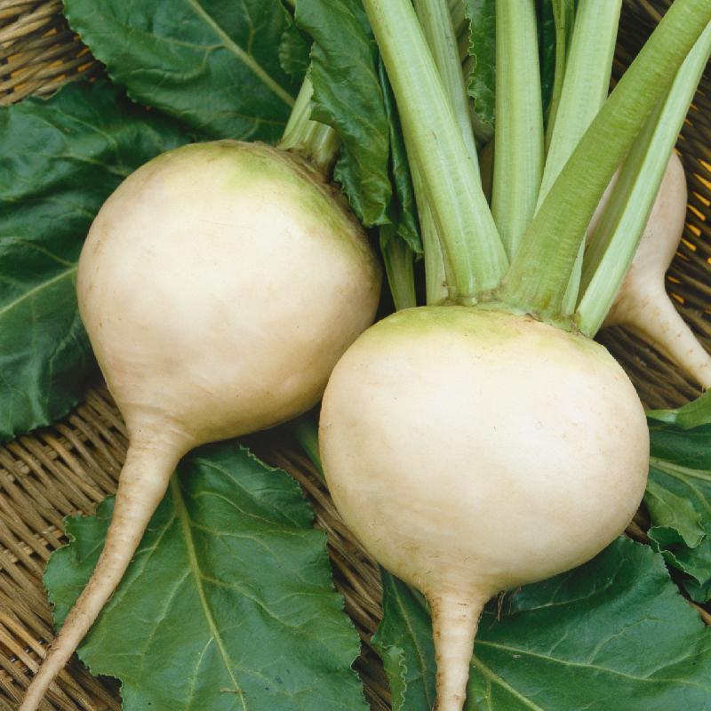 Heirloom White Albino Beet Seeds | Everwilde Farms