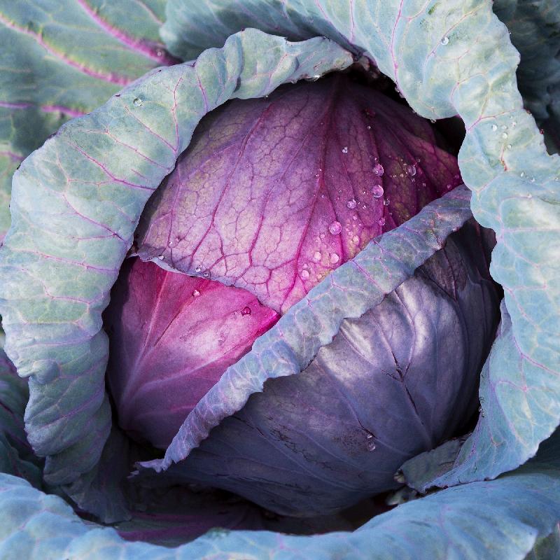 Red Acre Cabbage Seed Purple Cabbage Seeds
