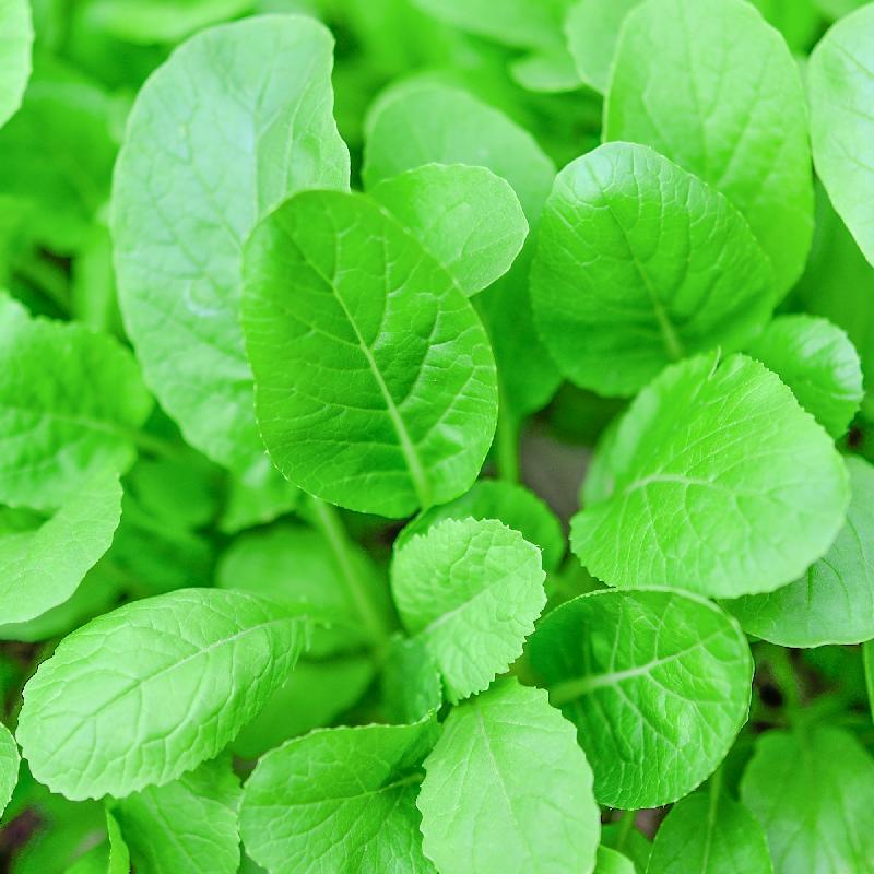 How to Grow Mustard Greens From Seed 