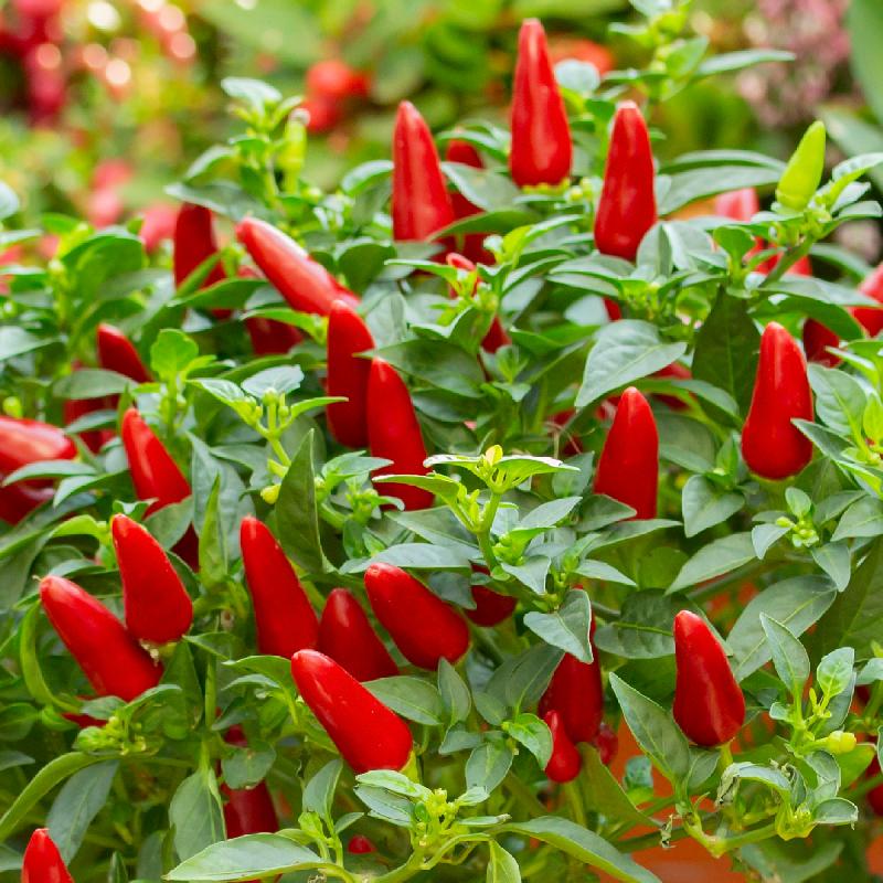 Small Red Hot Chili Pepper Seeds for Sale