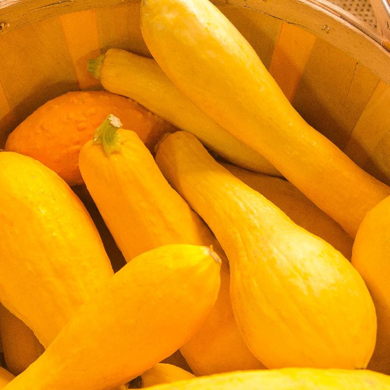 Yellow Summer Squash Early Prolific Straightneck Seeds