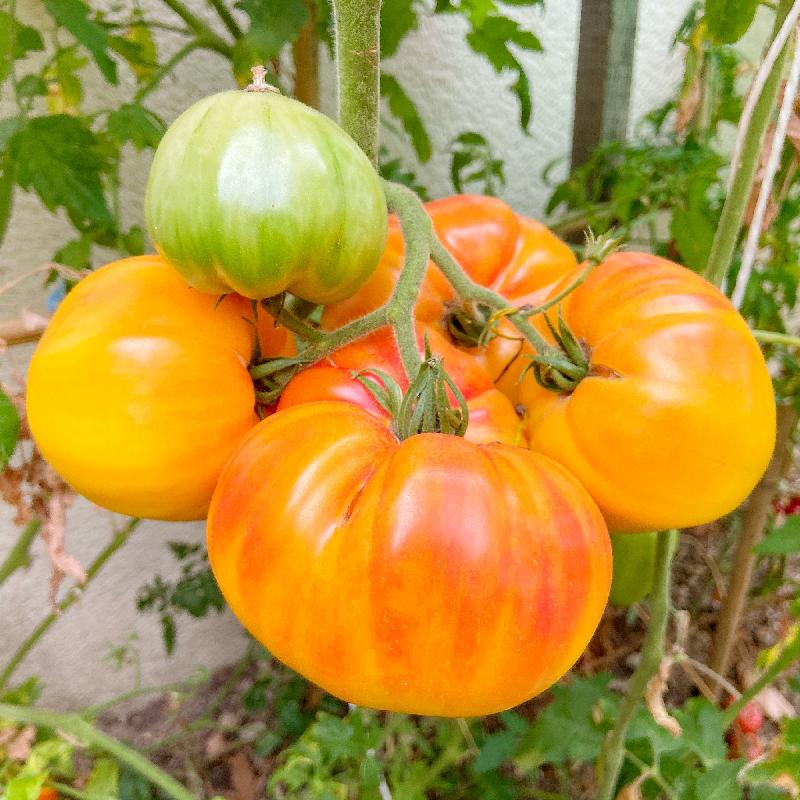 Pineapple Tomato Seeds Pineapple Heirloom Tomatoes