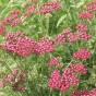 Red Yarrow Seeds | Achillea Millefolium Rubra Seeds