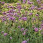 Purpletop Vervain Seeds | Verbena Bonariensis for Sale
