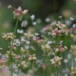 Buy Creeping Baby's Breath seeds Online