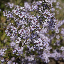 Graine de menthe pointillée – Northern Wildflowers