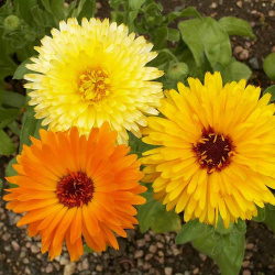 Calendula Mix  Uprising Seeds