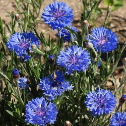 Silver Falls Seed Company - Bachelor Button - Dwarf Blue