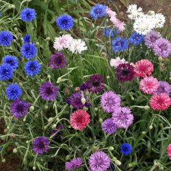 Bachelor Button Cornflower Artistic Drought Tolerant Garden Flower Plant  Seed Mix