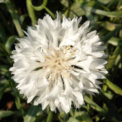 Bachelor's Buttons Flower Seeds – Botanical Interests