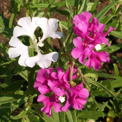 Outsidepride Clarkia Wildflowers - 5000 Seeds