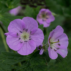 Baby's Breath Seeds, Gypsophila elegans