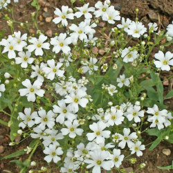 Baby's Breath Seeds in Bulk  Native Wildflower Seeds for Sale