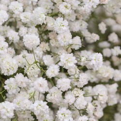 Baby's Breath Seeds in Bulk  Native Wildflower Seeds for Sale