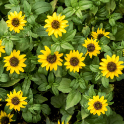 Everwilde Farms - 200 Dahlia Flowered Mixed Zinnia Garden Flower Seeds - Gold Vault Jumbo Bulk Seed Packet, Size: 1