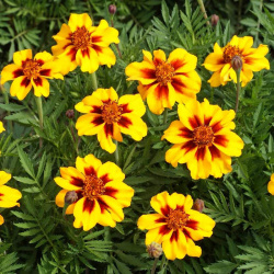 Everwilde Farms - 500 Petite Mix French Marigold Garden Flower