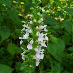 Graine de menthe pointillée – Northern Wildflowers