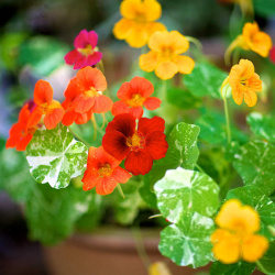 Orange Calendula Flower Seeds 363