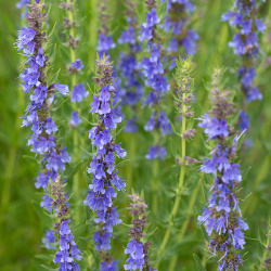 Organic Herbs - Organic Hyssop