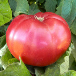 Heirloom Tomato Seeds for Sale