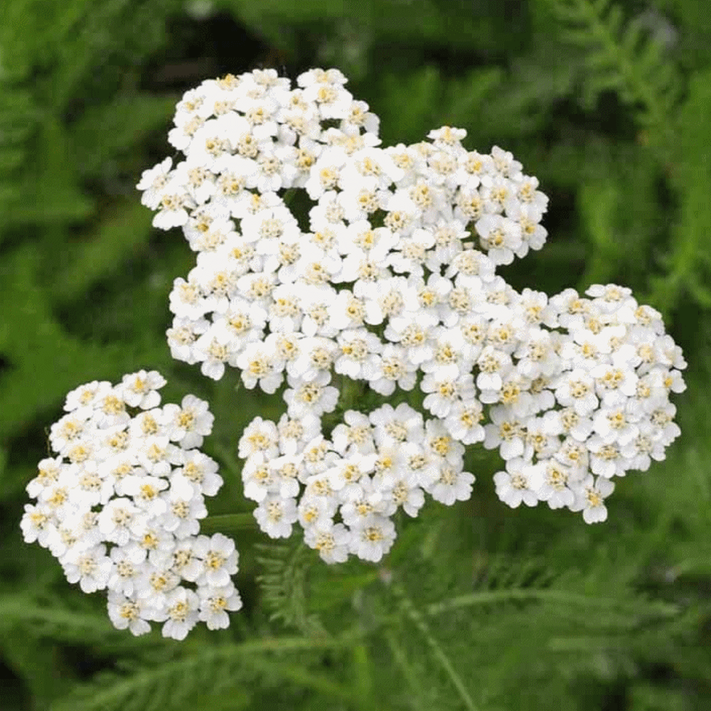 Toothed Leaf Yarrow Seed 50 Seeds Western Chiba Achillea Millefolium ...