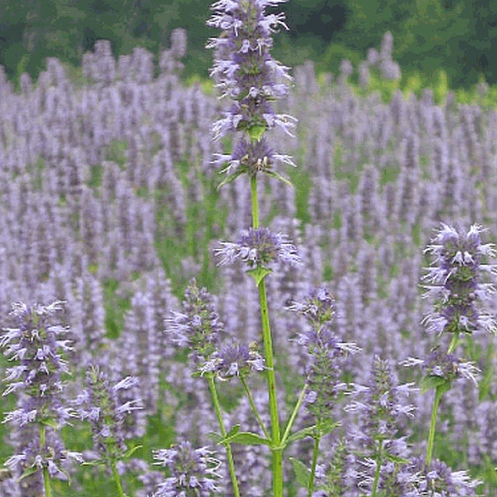 Not known Details About When To Sow Hyssop Seeds