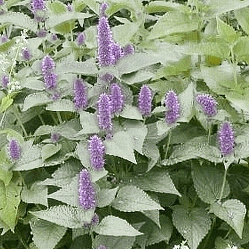 Bees & Butterflies Blue-Violet Hyssop Seeds Variety Sizes FREE SHIP 