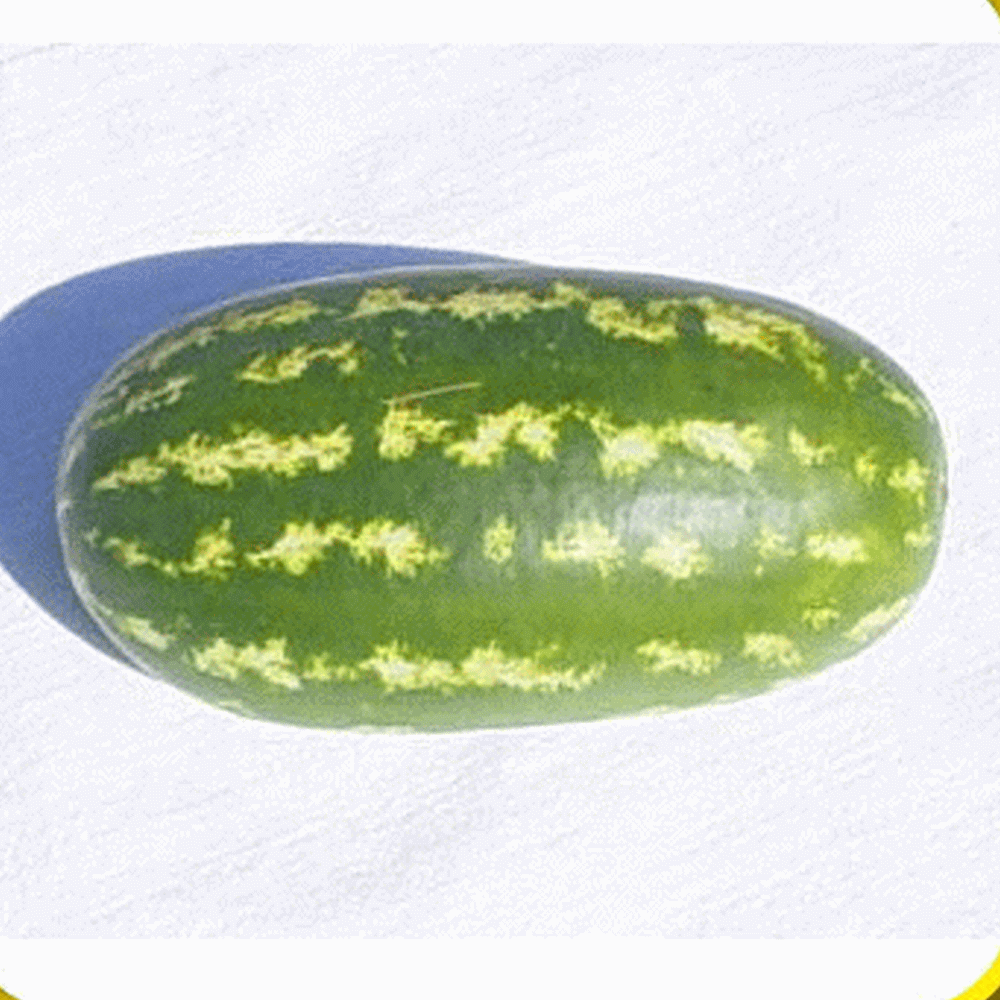 1/4 Lb Florida Giant Watermelon Seeds Everwilde Farms Mylar Seed Packet 