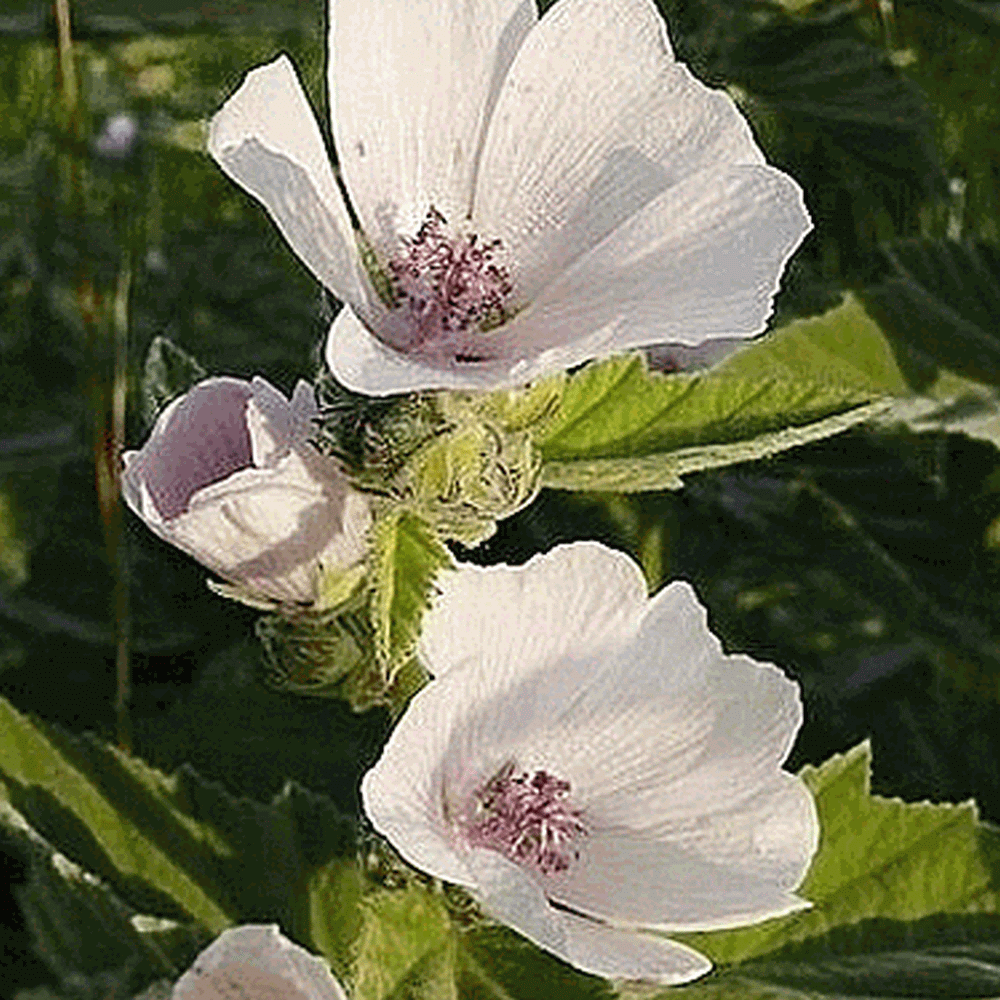 Petunia Annual Or Perennial In California - petunia annual or perennial in california