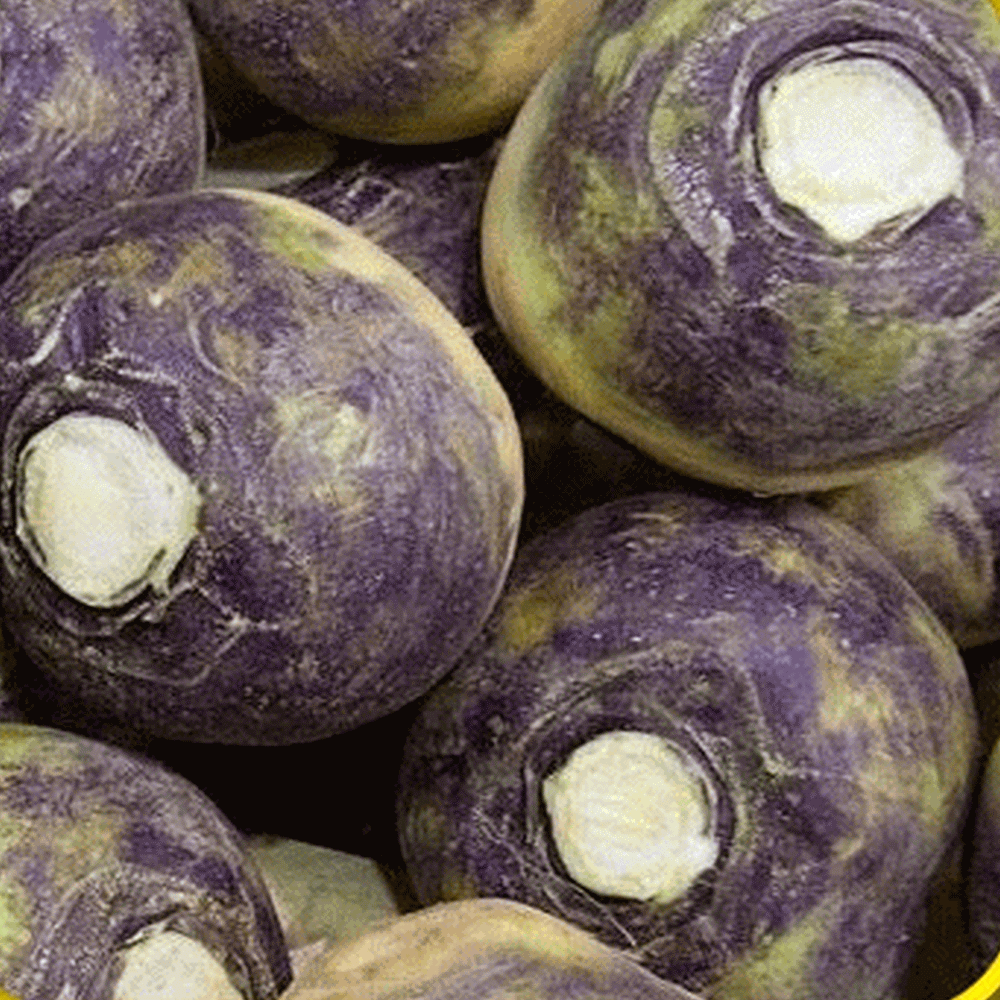 Rutabaga Seeds 500 American Purple Top Vegetable NON-GMO HEIRLOOM FREE SHIPPING