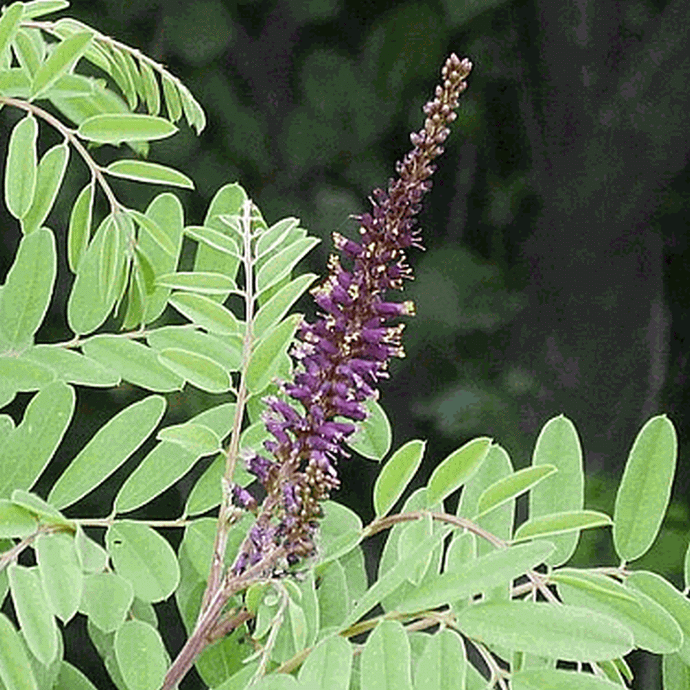 ~ bulk wholesale seed. false indigo-bush Amorpha fruticosa seeds desert false indigo Seeds for planting bastard indigobush