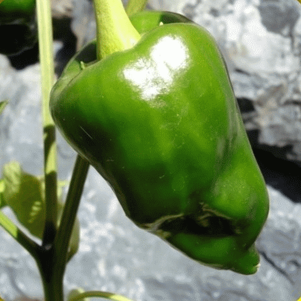 Known as Ancho in its dried state, this pepper also has the name of Poblano when fresh. 