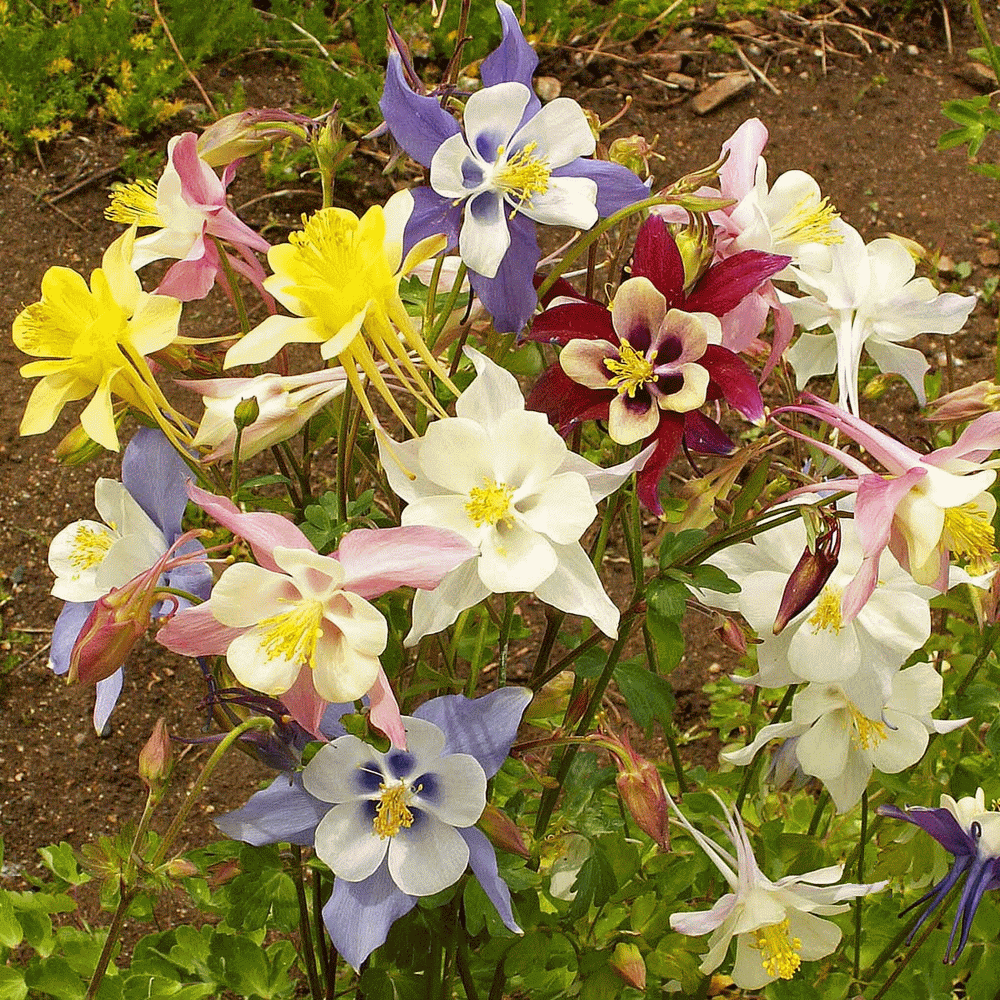 Seeds Rare Aquilegia Mix Columbine Flower Perennial Garden Cut Organic Ukraine 