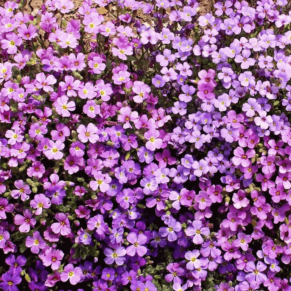 Purple Rockcress Seeds | Aubrieta Deltoidea Seeds