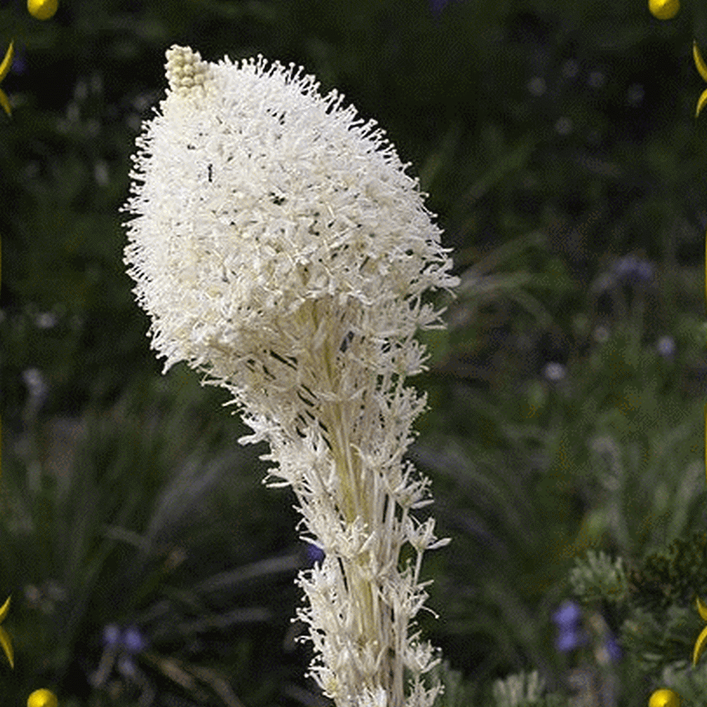 100 BEAR GRASS aka BEAR LILY Beargrass Ornamental Xerophyllum Tenax Flower Seeds 