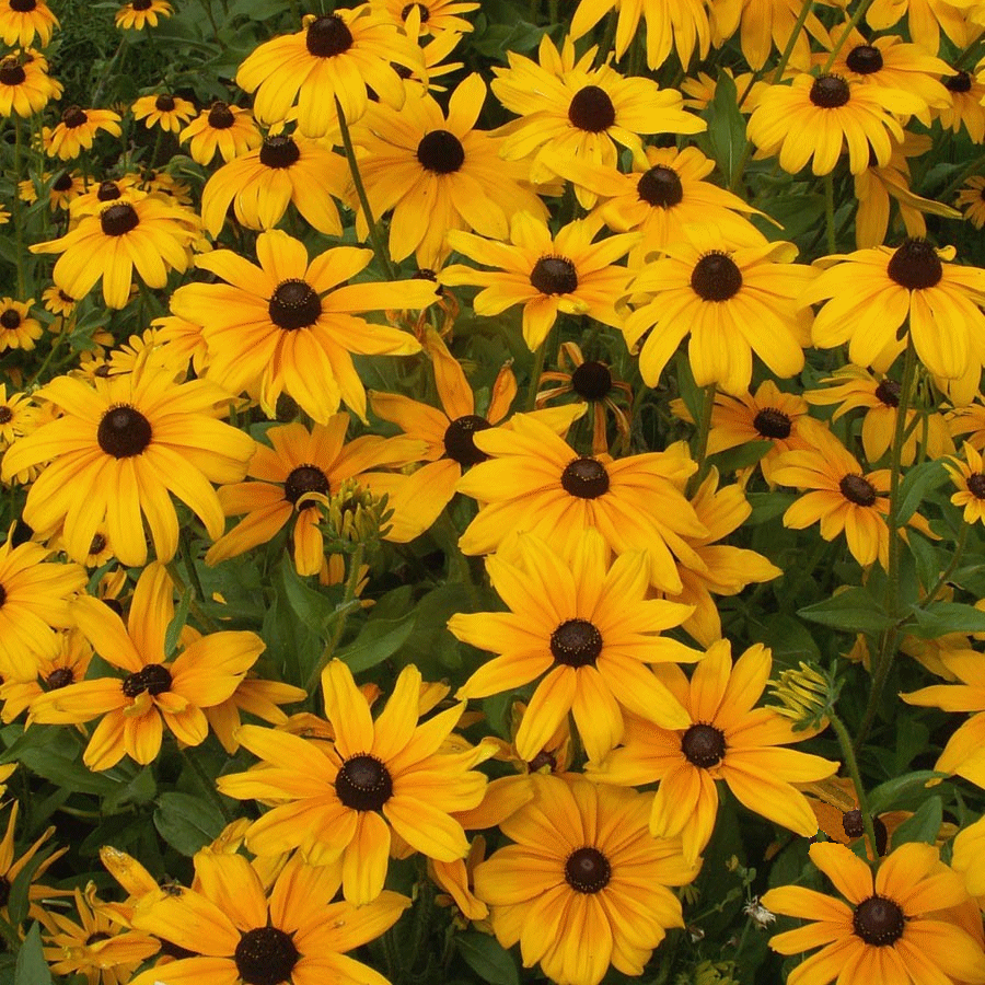 Rudbeckia Hirta Black Eyed Susan Indian Summer Wildflower Seeds,Outdoor Poinsettia Care