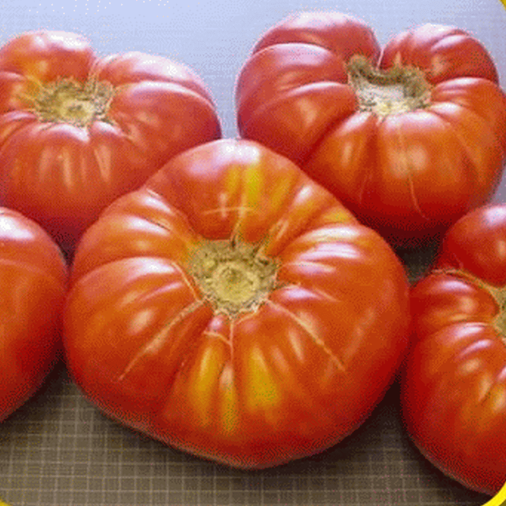 Details about   Tomato 'BRANDYWINE RED' 15 Seeds HEIRLOOM vegetable garden GIANT 800gm BIG FRUIT 