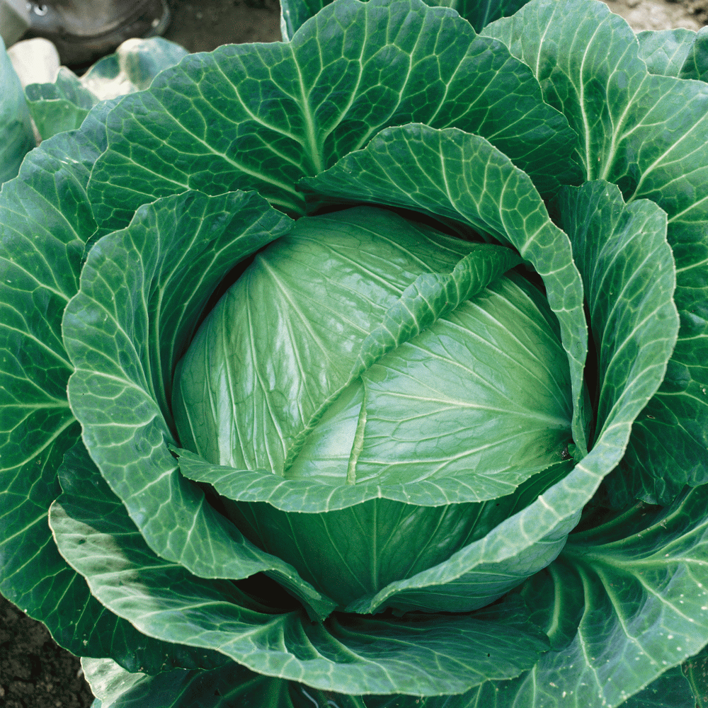 Brunswick Cabbage SeedsUSA Organic Green Slaw Vegetable Garden Seed for 2021 
