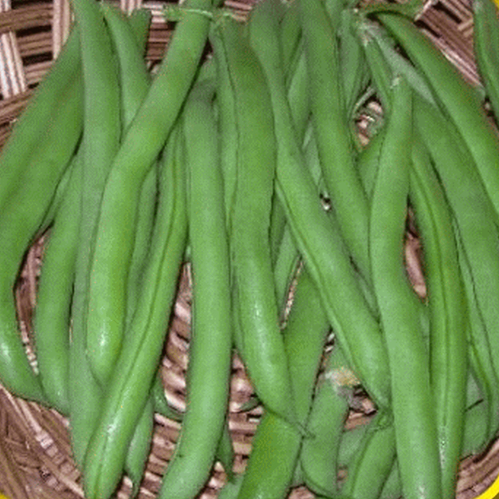 Davids Garden Seeds Bean Bush Top Crop SL0019 Green 100 Non-GMO Heirloom Seeds 