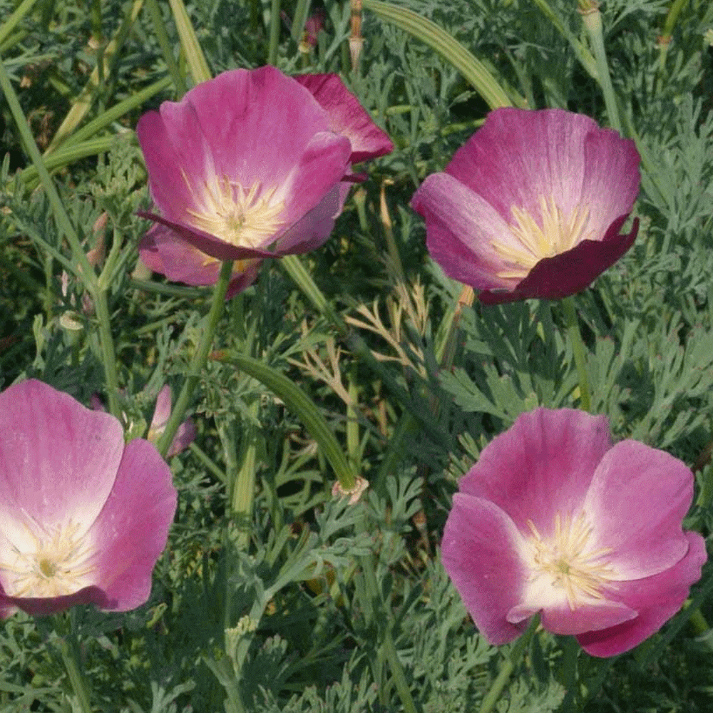 purple poppies