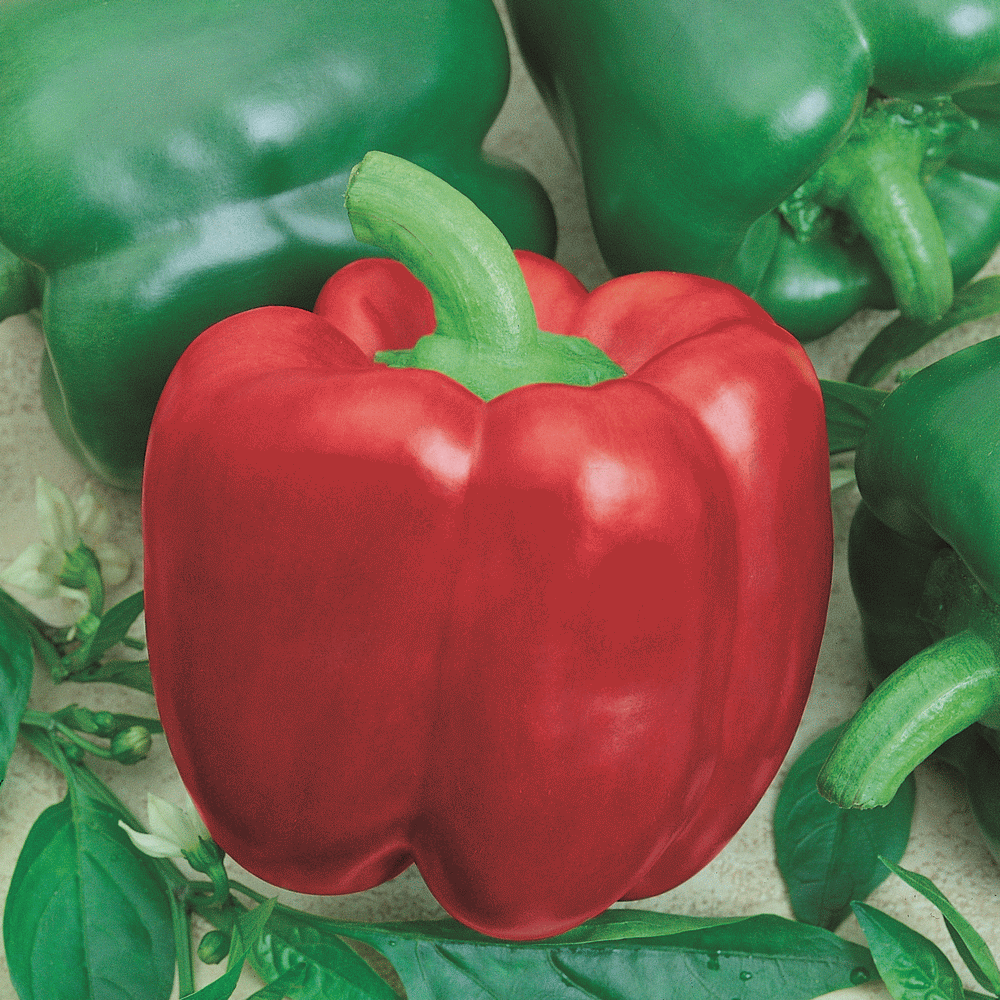 California Wonder Pepper Seeds Heirloom 75 2020 Seeds    Green/Red Bell 