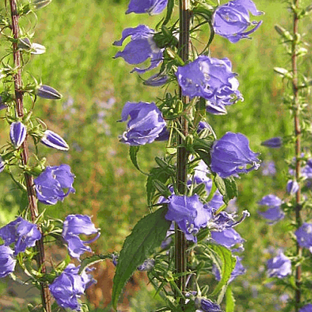 1,000 Seeds BELLFLOWER TUSSOCK BLUE Campanula Carpatica