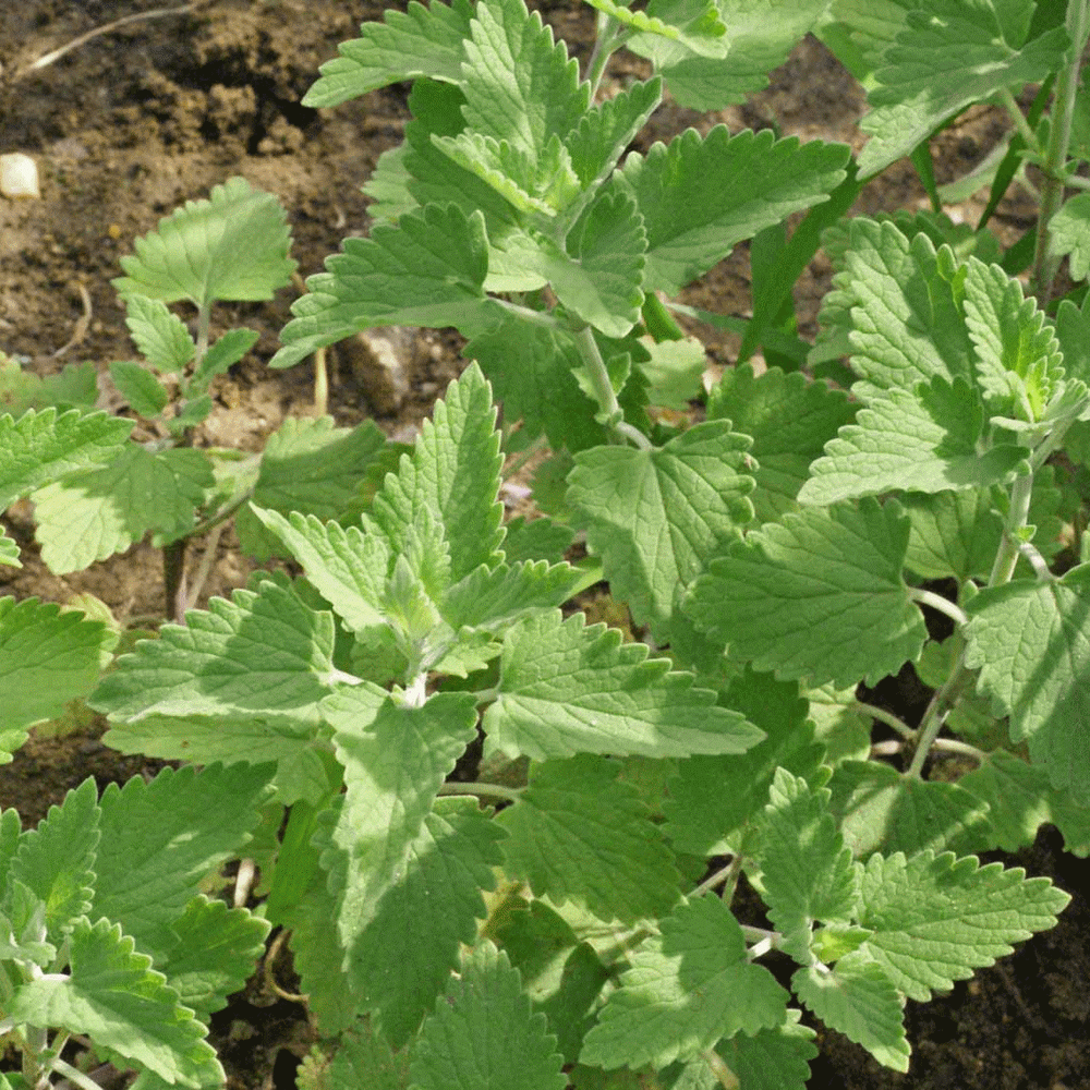 Approximately 500 Seeds Details about   Catnip Herb Seeds .4 Gram USA Seller 