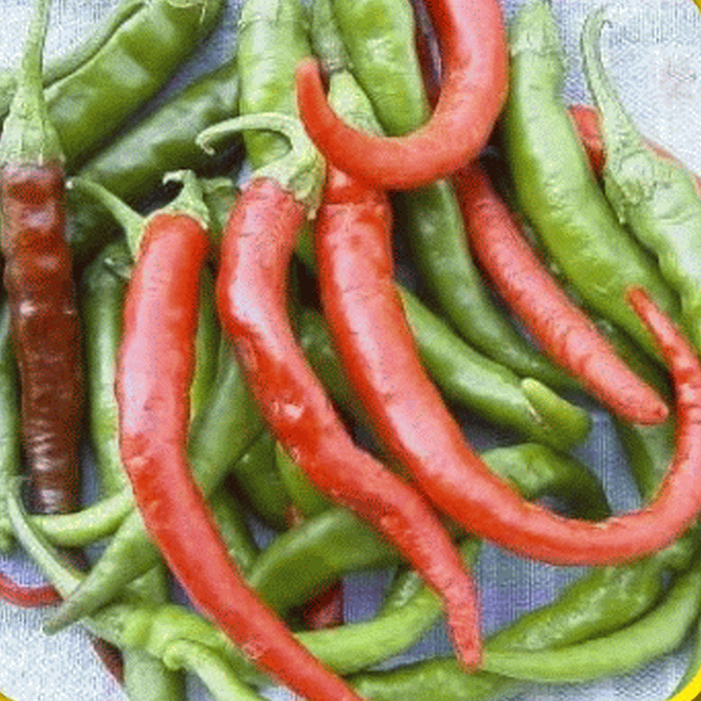 RED CAYENNE PEPPER SEEDS  LONG THIN health HERB HOT SPICY Vegetable Seeds 