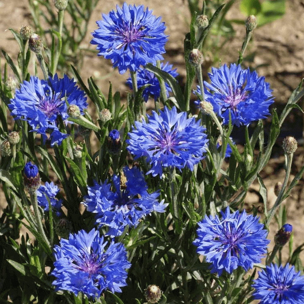100 Centaurea Cyanus Blue Boy Seeds 100 Seeds Blue Cornflower/Corn Flower