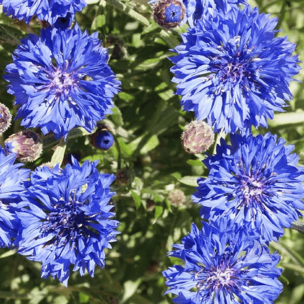 Centaurea Cyanus Dwarf Cornflower Wildflower Seed