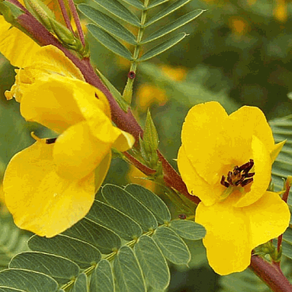 Chamaecrista fasciculata (Partridge Pea) Wildflower Seed