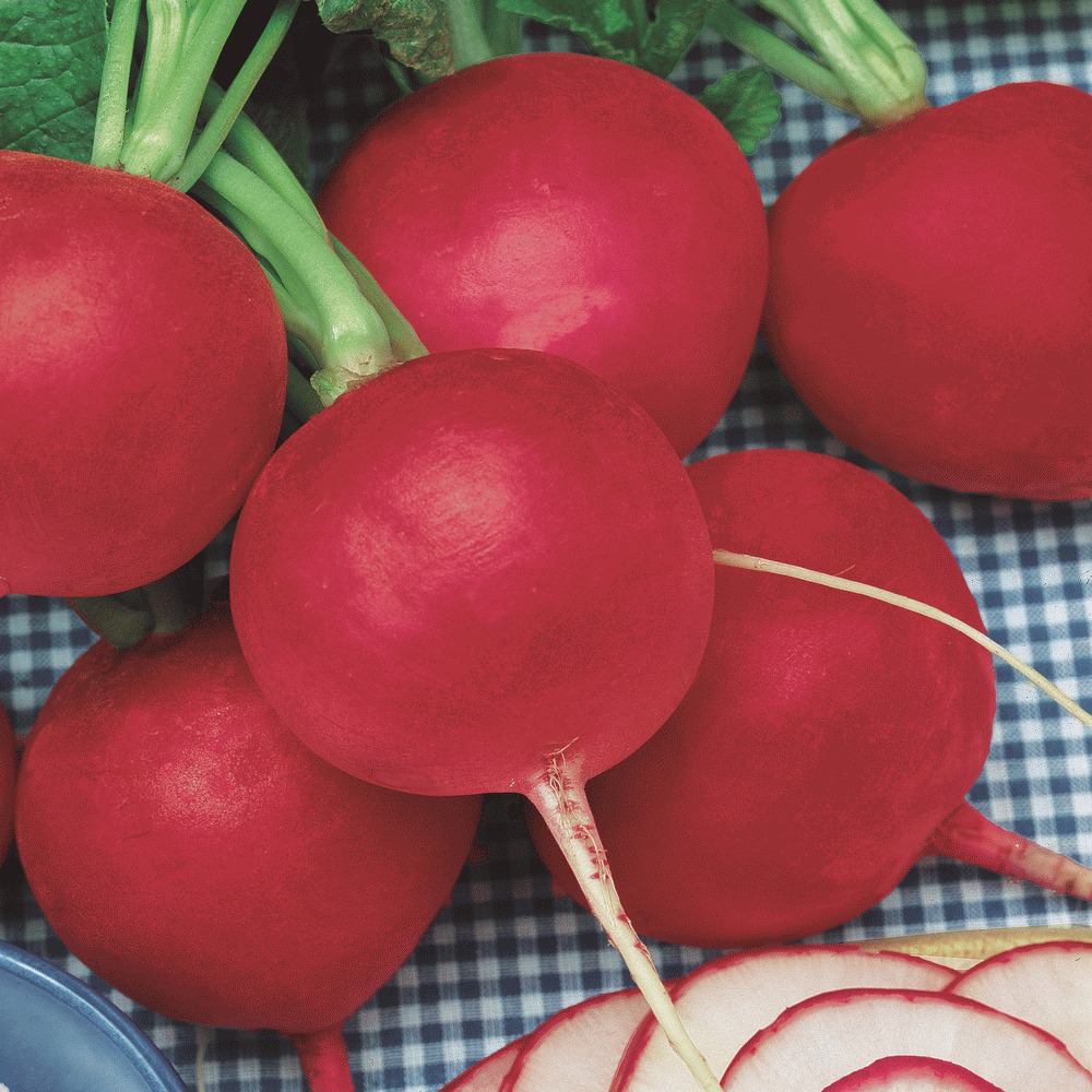 250 USA Seller! Free Shipping Champion Radish Seeds Heirloom NON-GMO 