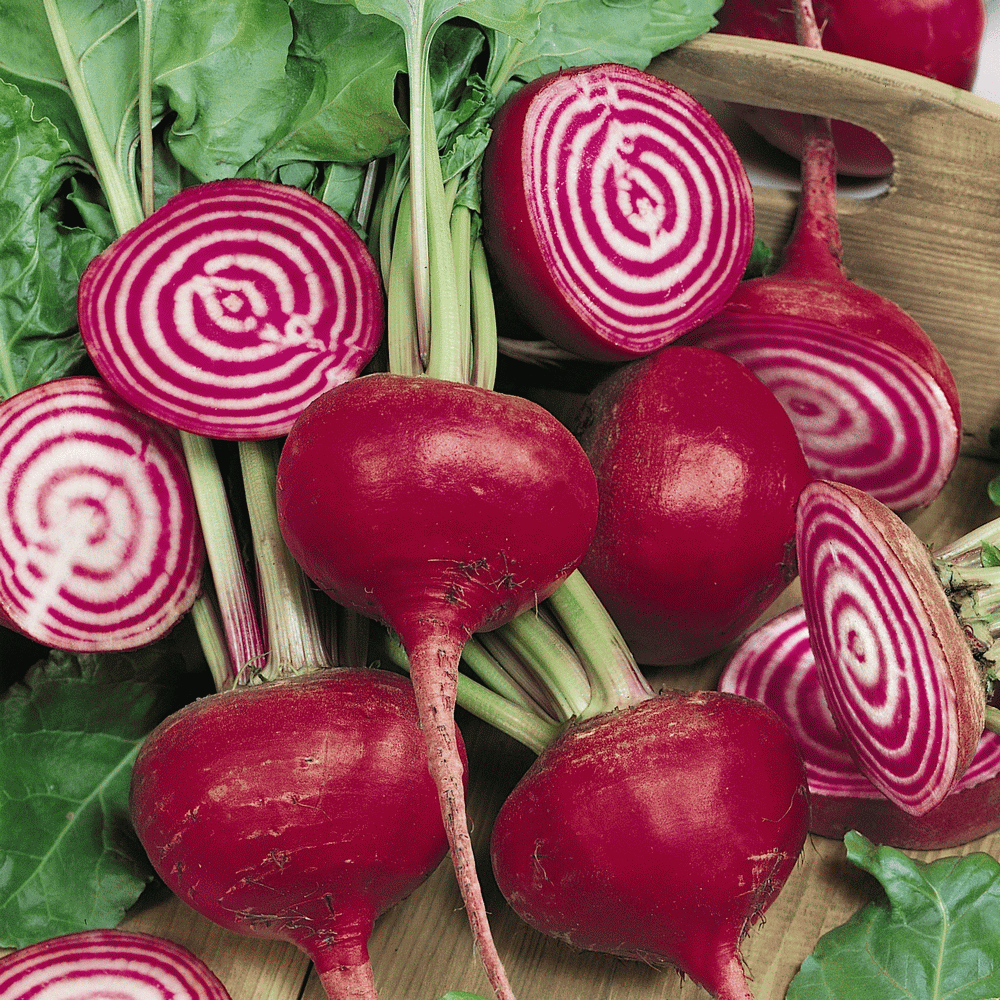 2 grams striped Chioggia Guardsmark Beets ~200 seeds bicolor root 